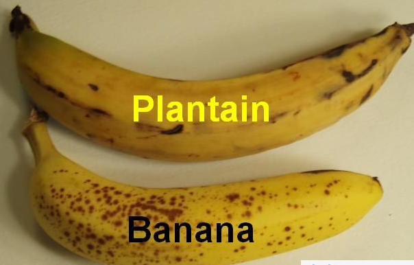 Comparison of Plantain and Banana