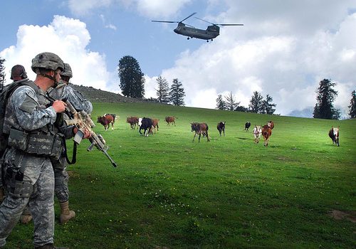 Afghanistan Cattle