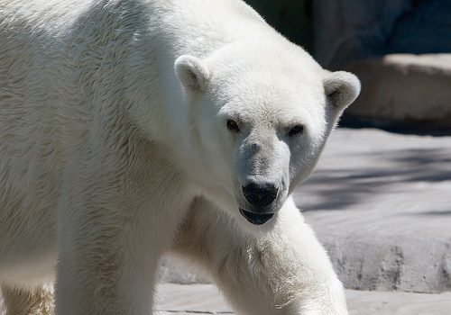 polar bear