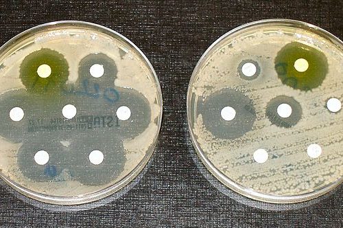 Bacterial farm