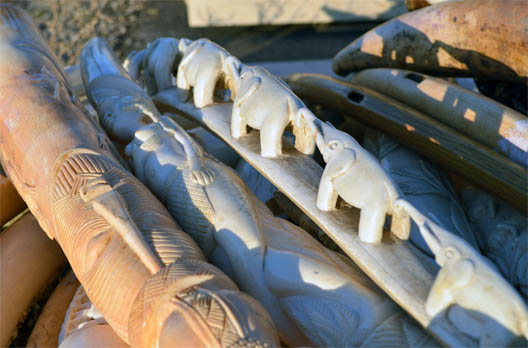 IntelBrief: Guns for Ivory: Africa’s Latest Conflict Trend