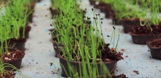 Bustan Aquaponics: An Answer To Egypt’s Water Scarcity? [Video]