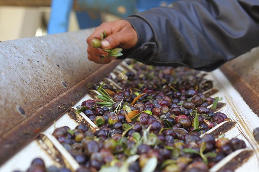 The Resilience of Agriculture in Syria Amid Conflict