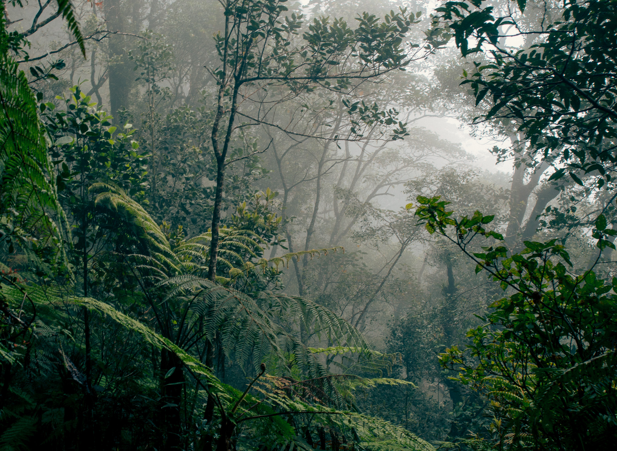 Джунгли вечером в среду. Тропические леса Борнео. Тропические дождевые леса Африка. Дождевые леса Юго-Восточной Азии. Тропические дождевые леса Индии.