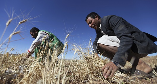 Climate-resilient small farming communities vital to MENA food security