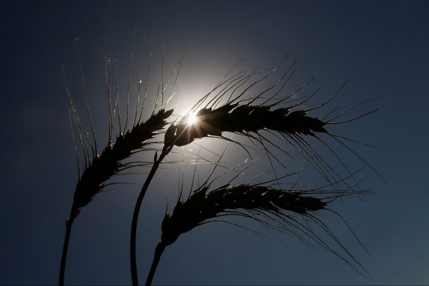 Climate change threatens the Ukrainian breadbasket