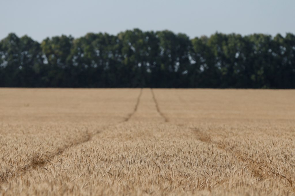 Ban on farmland sales to foreigners risks starving Ukraine of investment