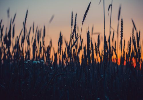 gtc field of wheat growing in the dusk or dawn