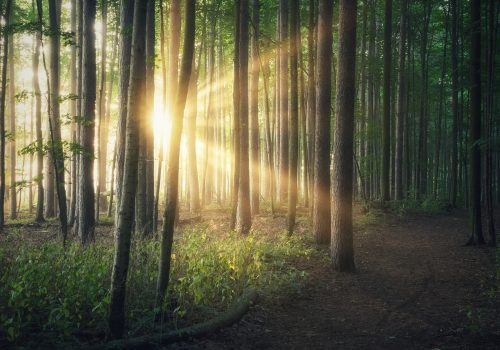 gtc sunline through wooded trees