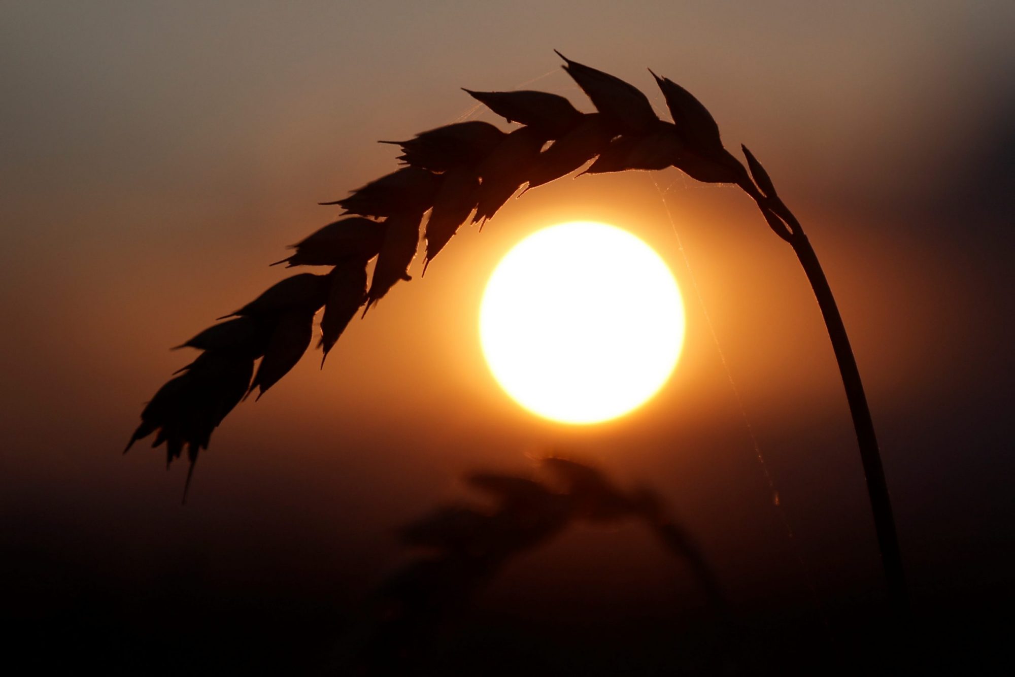 Climate change may prevent Ukraine from becoming an agricultural superpower - Vimarsana News