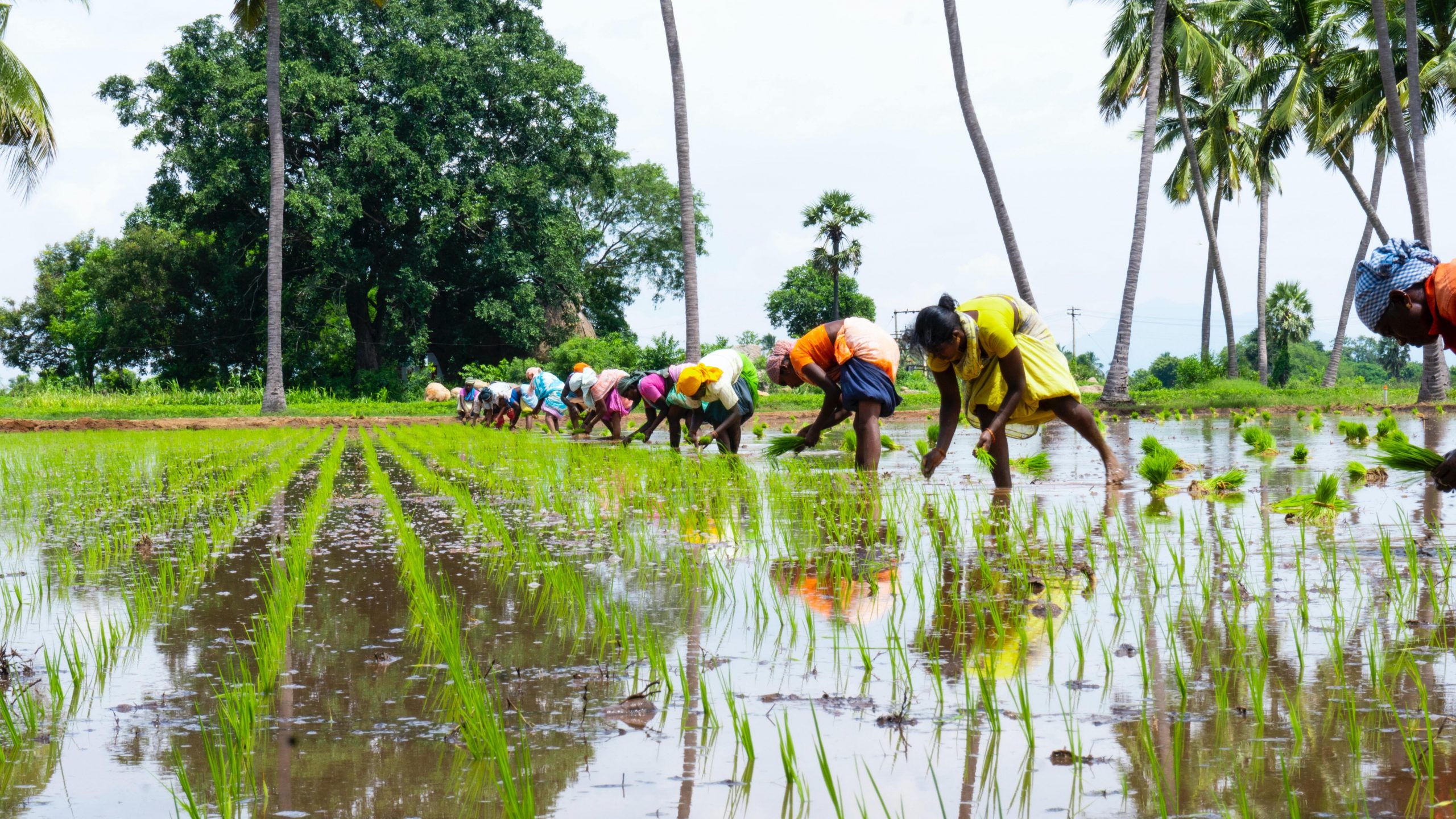 The hard work ahead in improving US-India agricultural trade - Vimarsana News