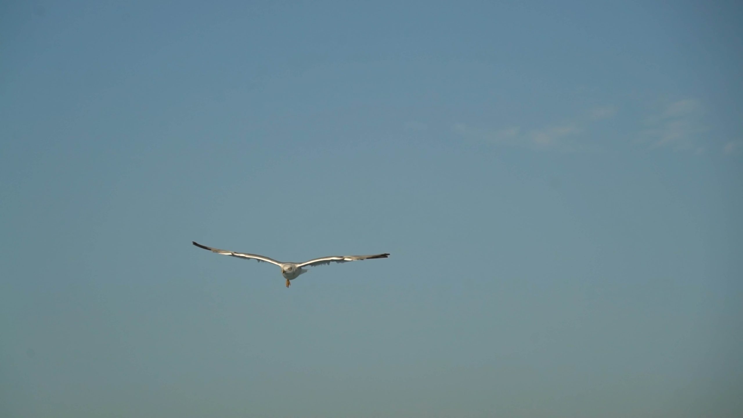 "Do Seagulls Migrate?" an Atlantic Council documentary Atlantic Council