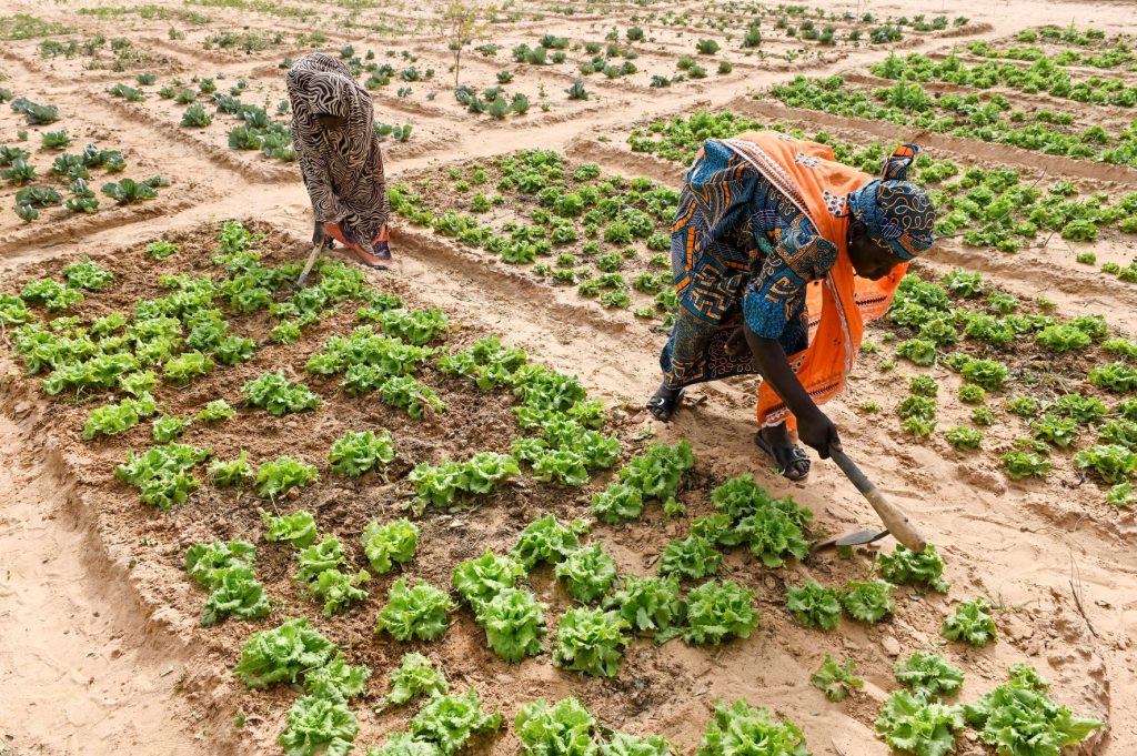 How Niger’s safety net helps its most vulnerable citizens thrive amid crises