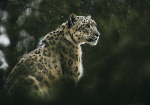 Snow leopard in the rain