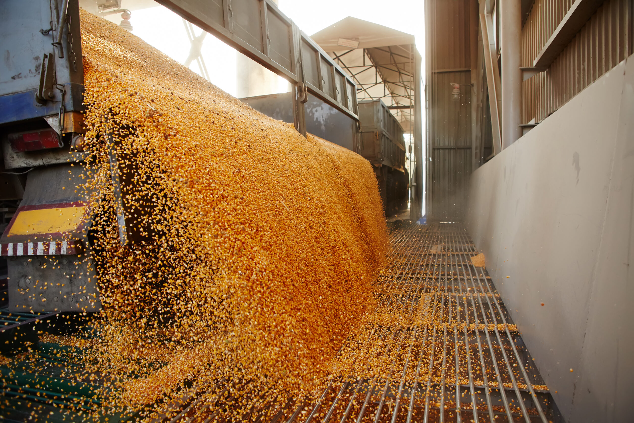 Brazil, Corn, Agriculture, Food Security, G20, COP30, Global South