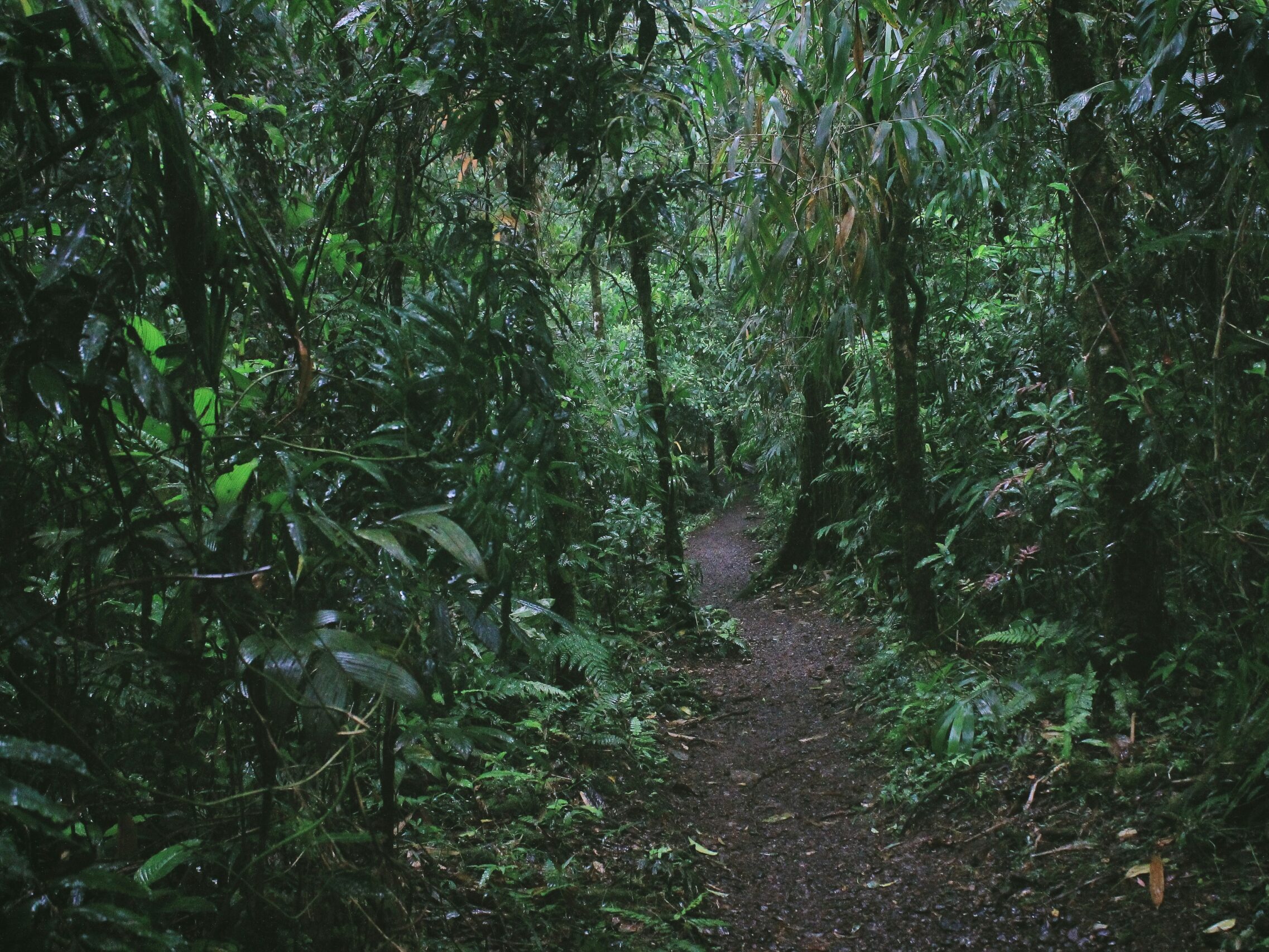 Effective jurisdictional approaches to forest conservation Atlantic