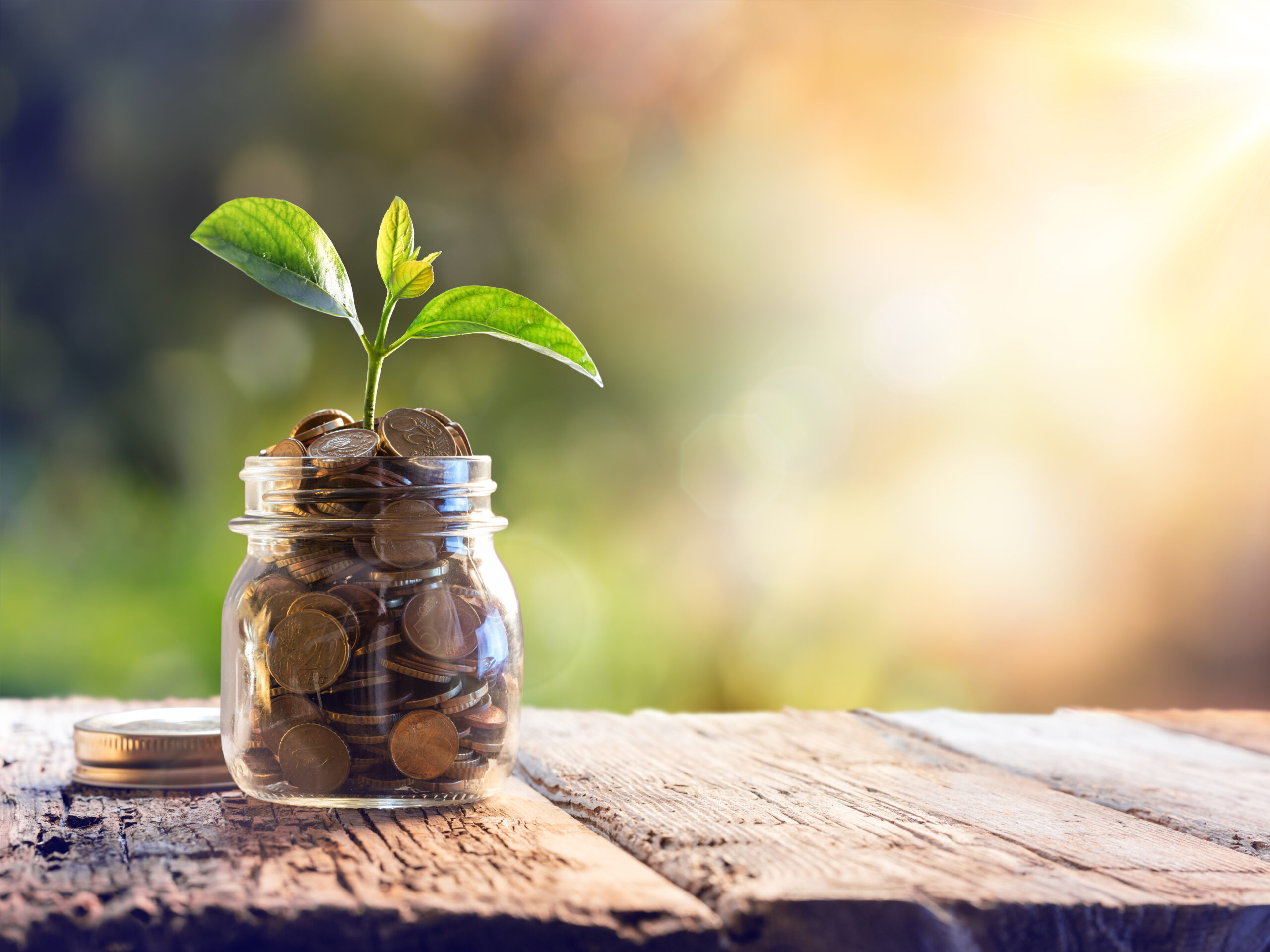 Plant Growing In Savings Coins - Investment And Interest Concept
