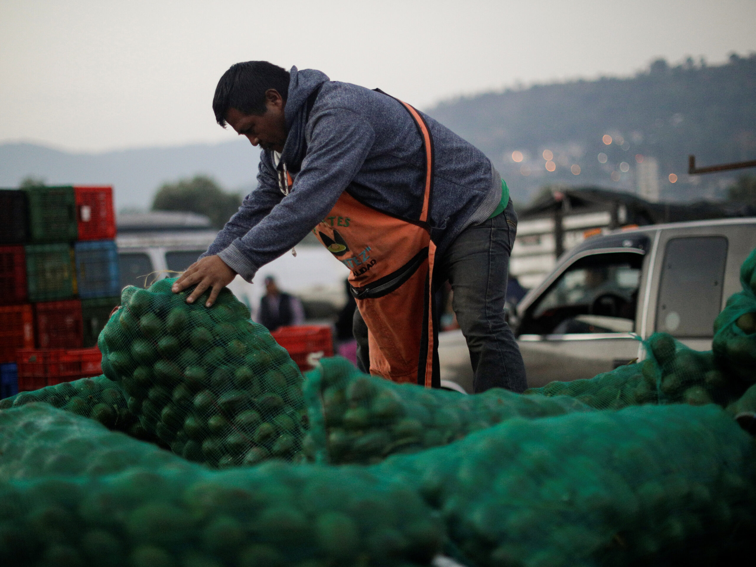 A local producer arranges a sack with freshly harvested avocados at a market in Tenancingo de Degollado, Mexico.