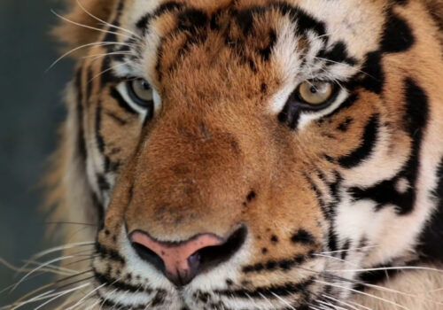 Close up of tiger