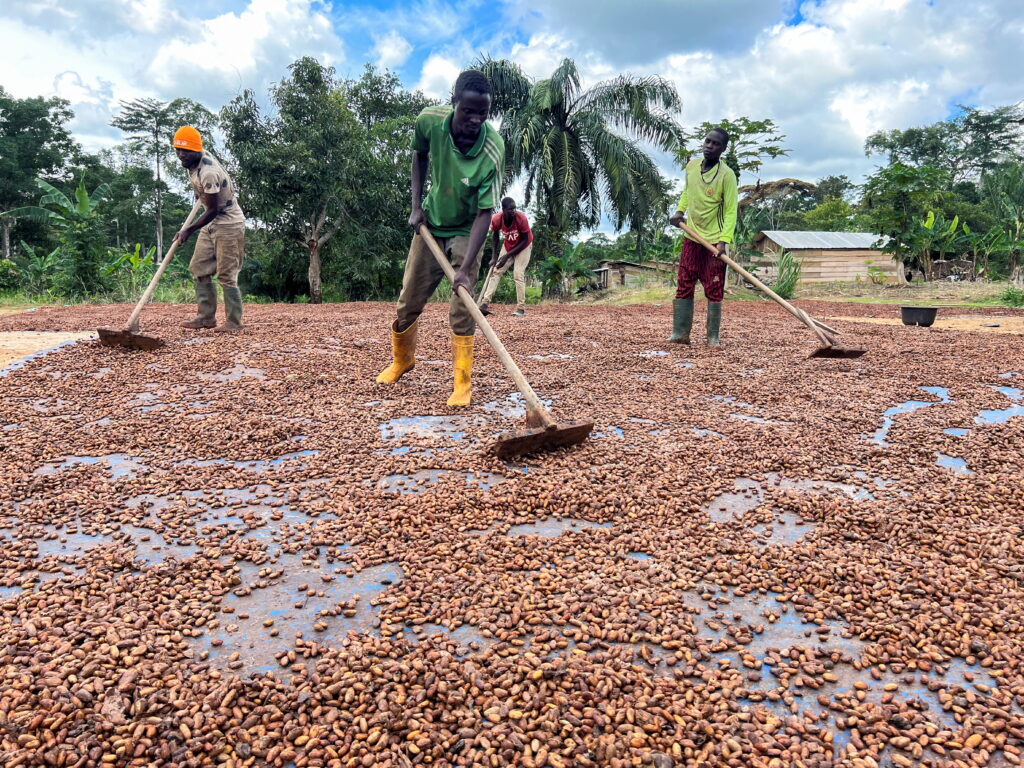 Cameroon could bridge the gap in US cocoa and timber imports