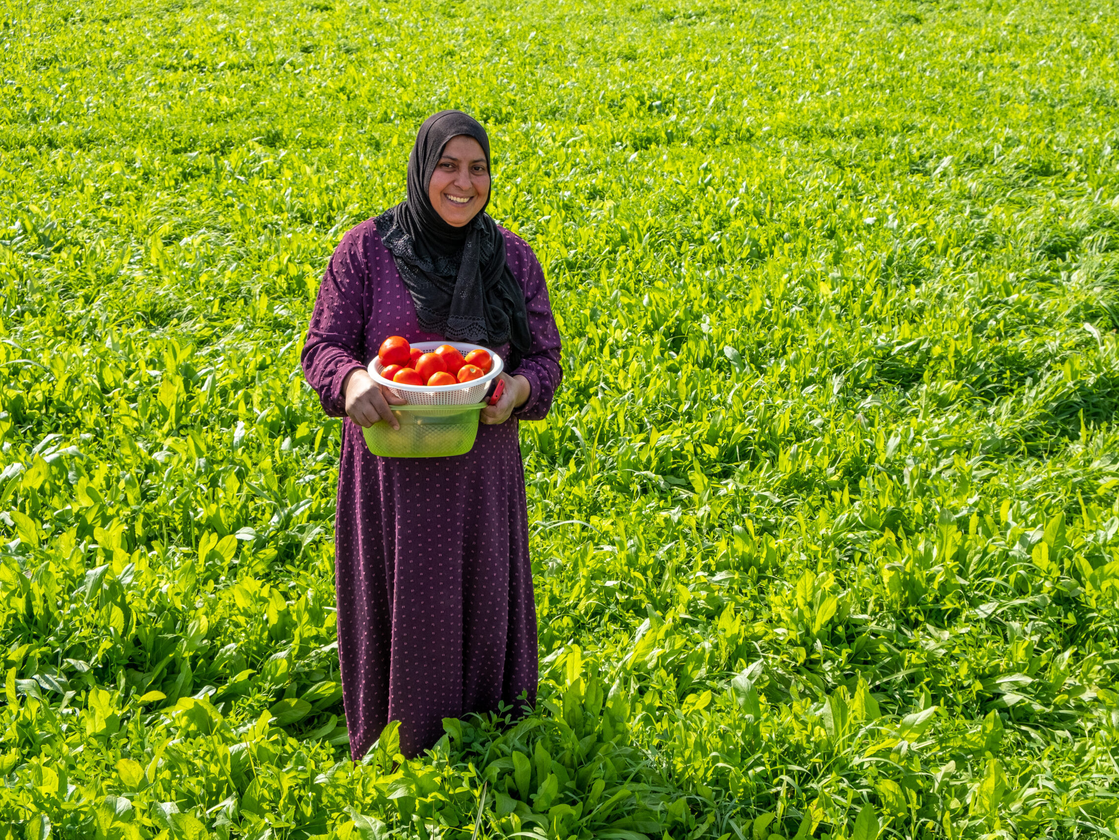 Regenerative farming in Iraq: Challenges, opportunities, and policy recommendations