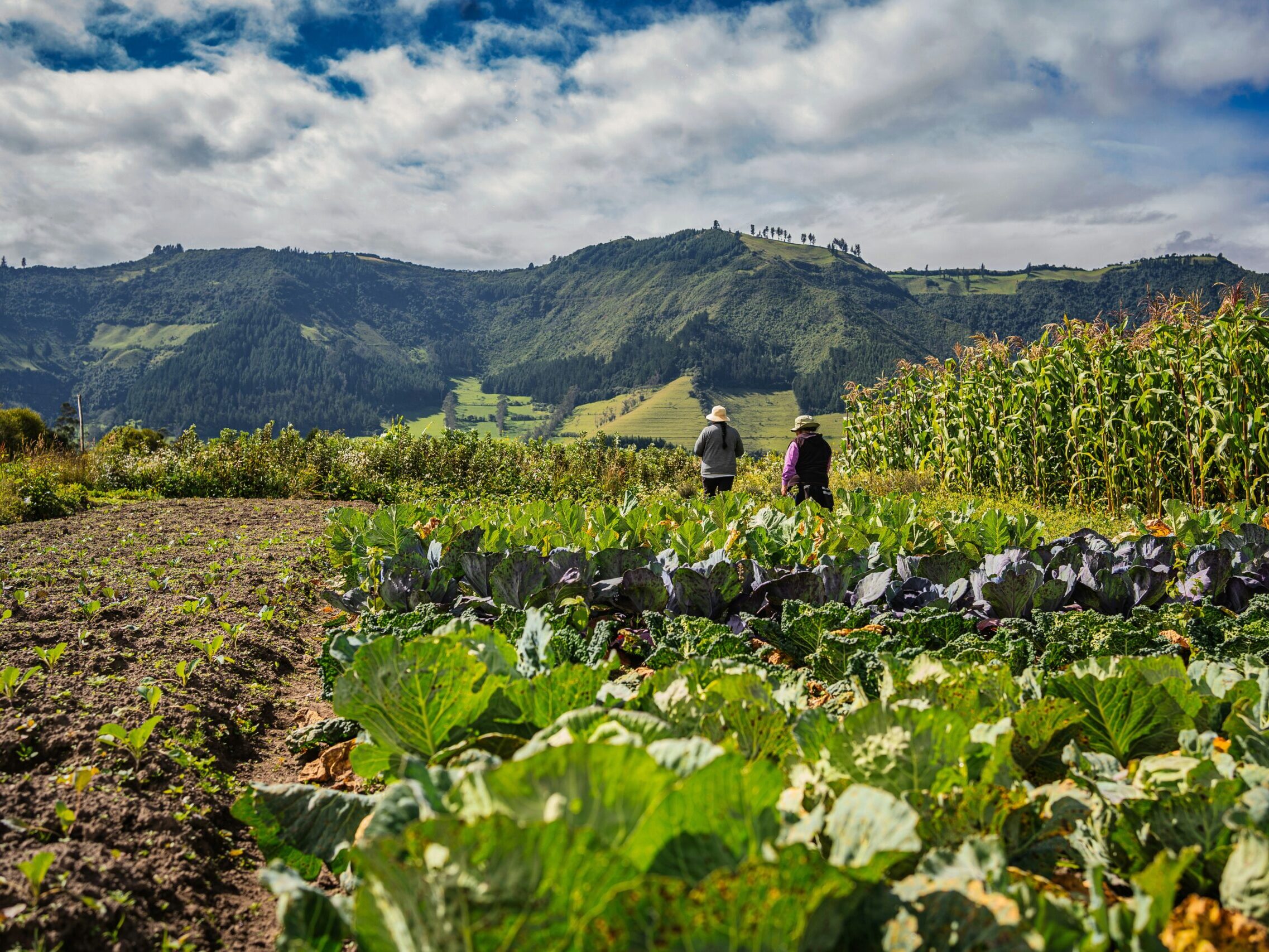 The future of food in the Americas